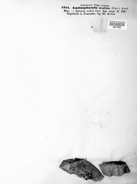 Herpotrichia pinetorum image